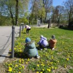 Löwenzahnhonig